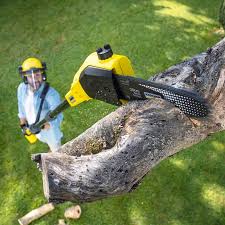  Cassville, MO Tree Care Services Pros