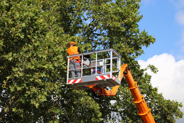 Cassville, MO Tree Care Services Company